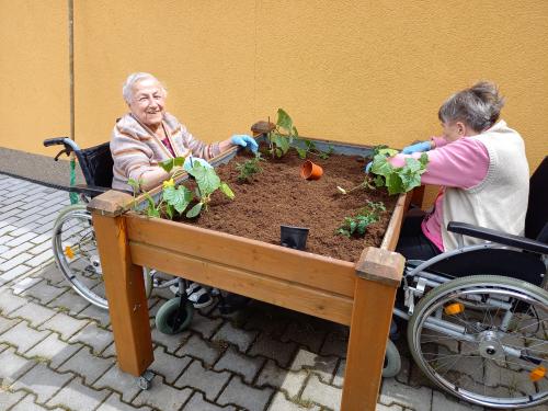 Ergoterapie - zahradničení 1